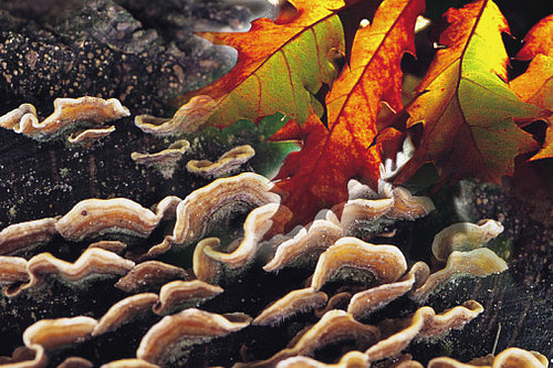 Taking Fab Fall Photographs:  What to Capture