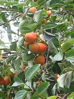 Name This Fruit