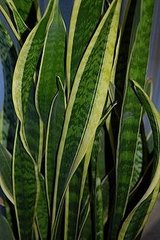 Plants That Purify:  Mother-in-Law's Tongue