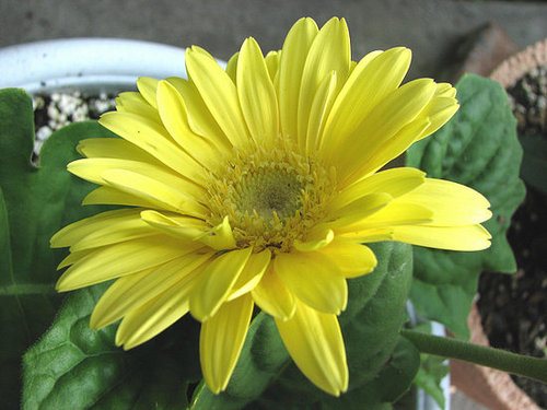 Plants That Purify:  Gerbera Daisy