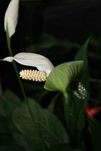 Plants That Purify:  Peace Lily