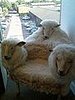 Weird Furniture: Things That Make You Go Ew(e)