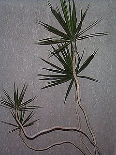 Plants That Purify:  Dracaena