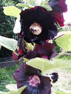 Name This Flower