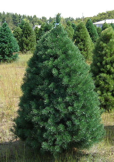 Name This Christmas Tree Name This Christmas Tree