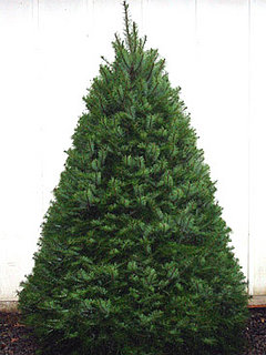 Name This Christmas Tree