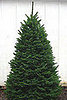 Name This Christmas Tree