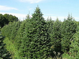 Name This Christmas Tree