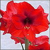 Name This Flower