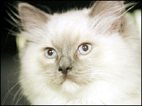 Blue Peter Cat Name Scandal