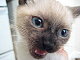 crazykitty180