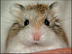 nelsonhammy
