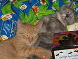 Our Pets