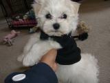 This is Baby Bentley