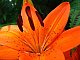alittletigerlily alittletigerlily