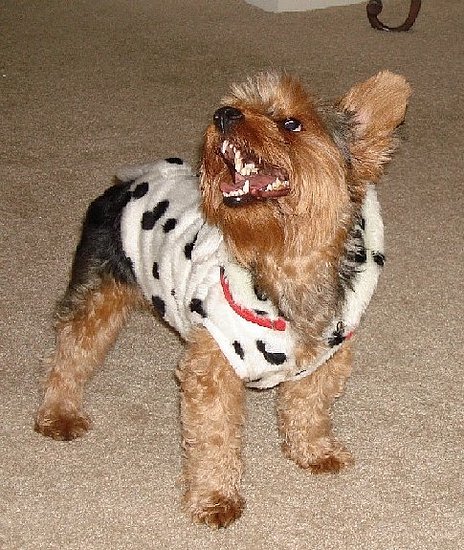 Lucky the Yorkie who thought he was a Dalmatian :) | POPSUGAR Social