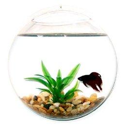 Target : Wall Mount Fishbowl - Clear
