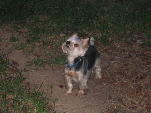 Frankie, the Yorkie, is birdwatching!