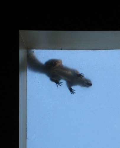 Squirrel Torment