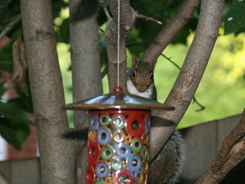 Squirrels -- Buffet Crashers