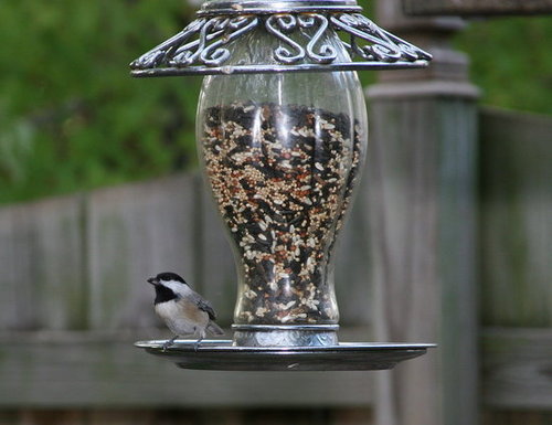 I'm Like a Bird...Feathered Friends From the 'Hood!