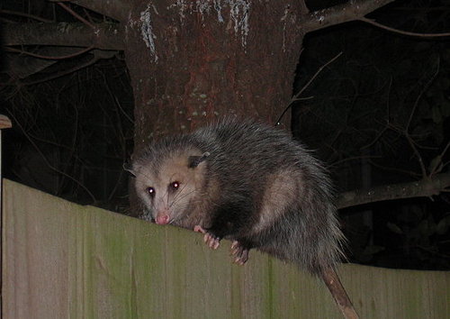 Guess Who's Back?  It's Time to Name the Opossum!