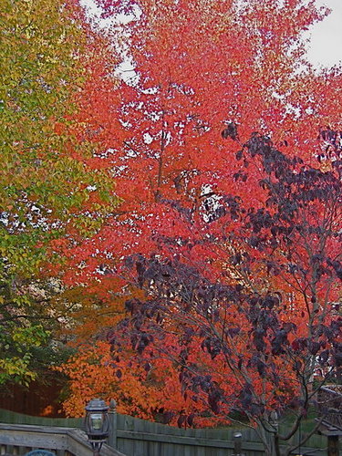 Good-bye fall, Hello winter!