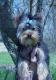 coco pop's picture