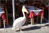 Local pet in Santorini