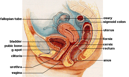 DEARSUGAR Needs Your Help: Is There Really A G-Spot?