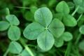 Do Tell: For Luck, at the Oscars