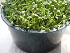 To Sprout or Not?