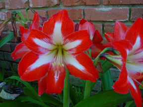 Pretty Things Can Harm You: Toxic Houseplants