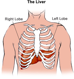 Love Your Liver