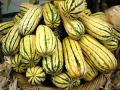 Delicious Delicata Squash