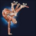 Body Worlds:  Made For and From Real People