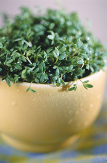 Thyme Is On My Side: Health Benefits of a Common Herb Thyme Is On My Side: Health Benefits of a Common Herb
