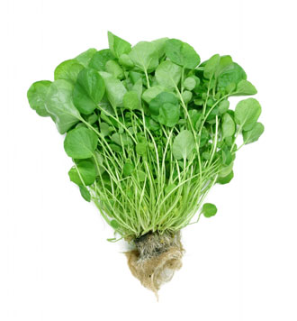 Watercress — Truly a Superfood