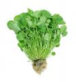 Watercress — Truly a Superfood