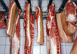 Calling All You Carnivores!