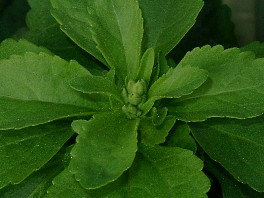 The Skinny On: Stevia