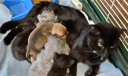 More Interspecies Love