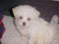 Pet of the Week!