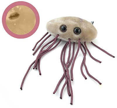 Product of the Day: E-coli Plush Toy