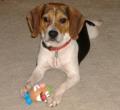Monday's Pet of the Week!