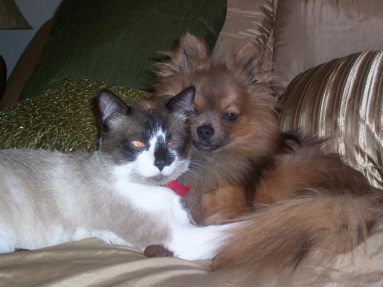Pets of the Week (Interspecies Love Edition)