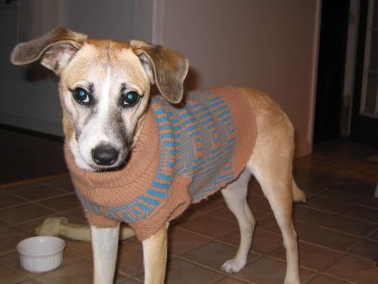 Monday's Pet of the Week!