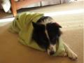Dazzle's Fire Safety Demonstration