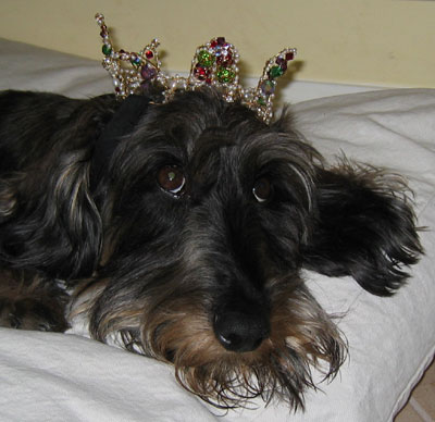 Top 10 Pet Names for "Pet Owner"