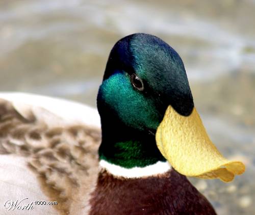 duck duck